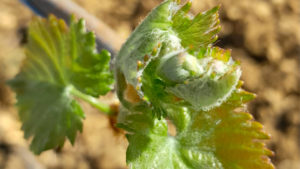 bourgeons