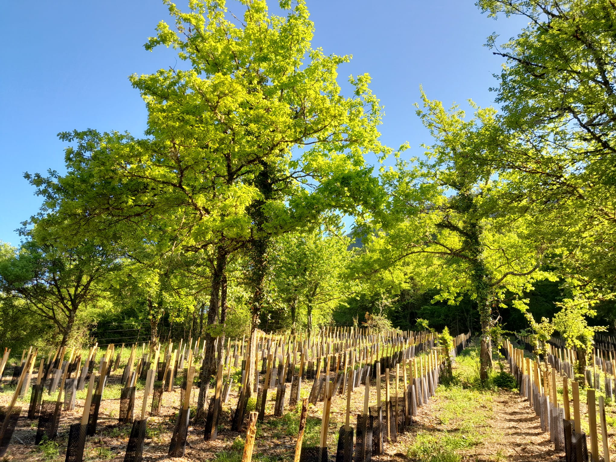Articles sur la Vie du domaine