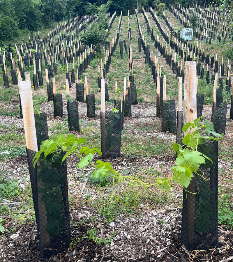 Repenser les pratiques viticoles pour une vigne pour 100 ans