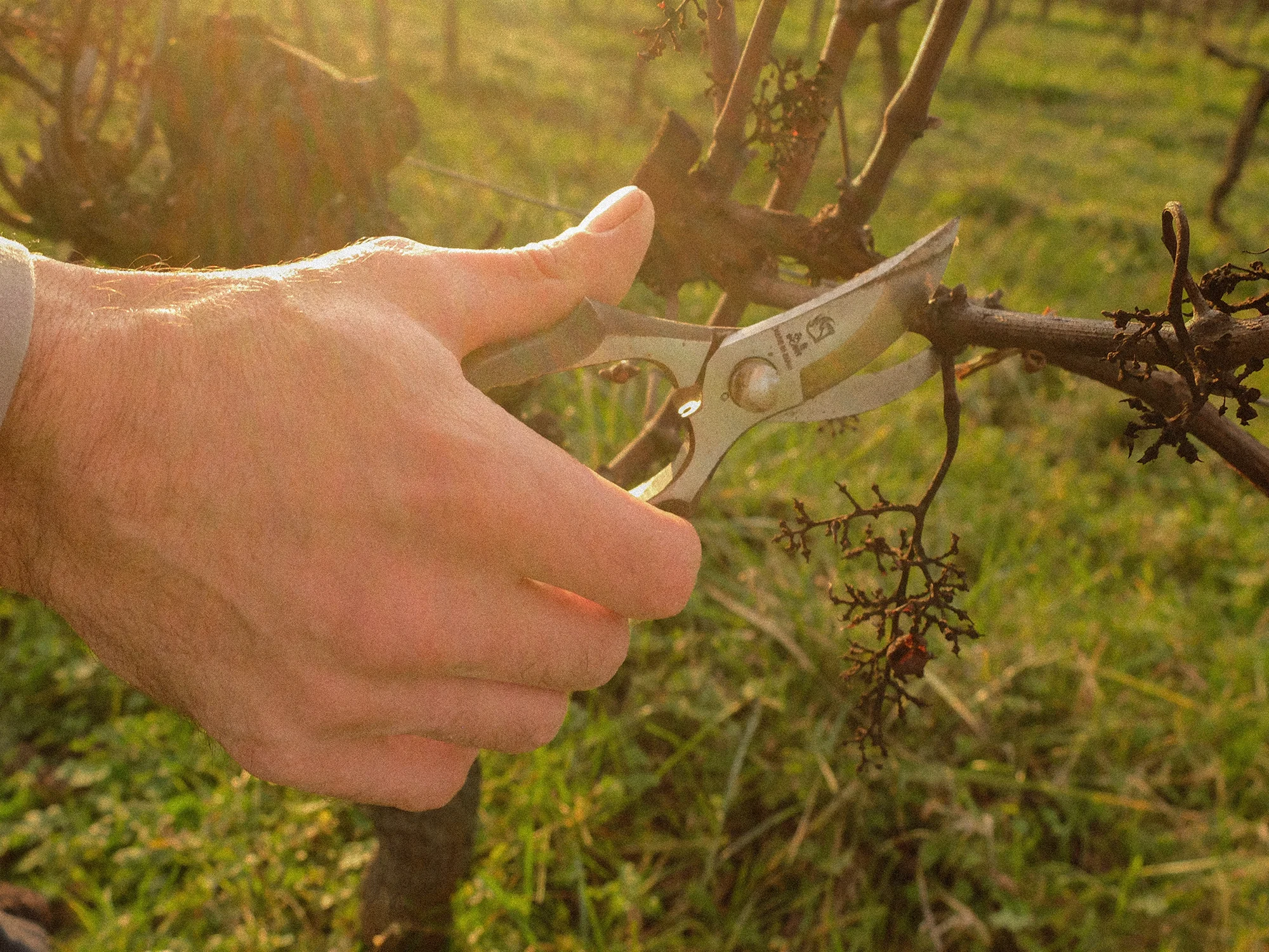 Atelier et mini formation taille des vignes