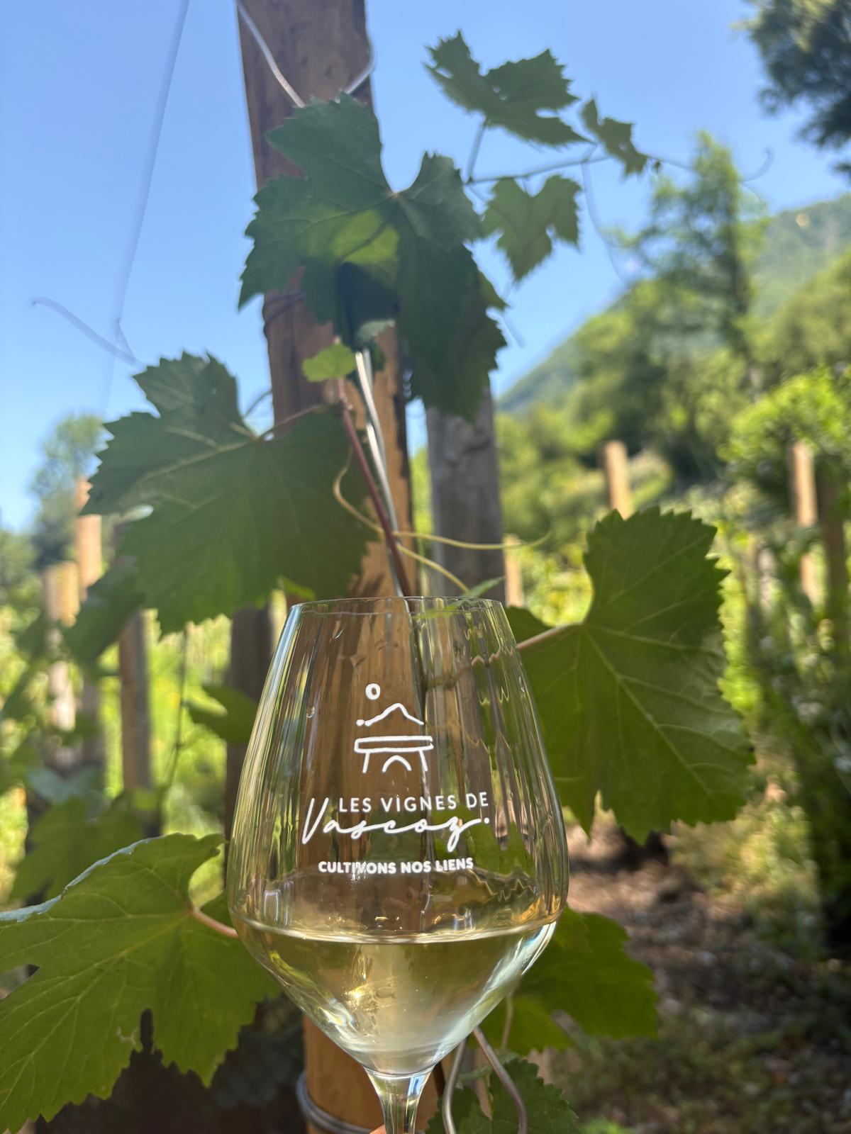Vignes de Vascoz