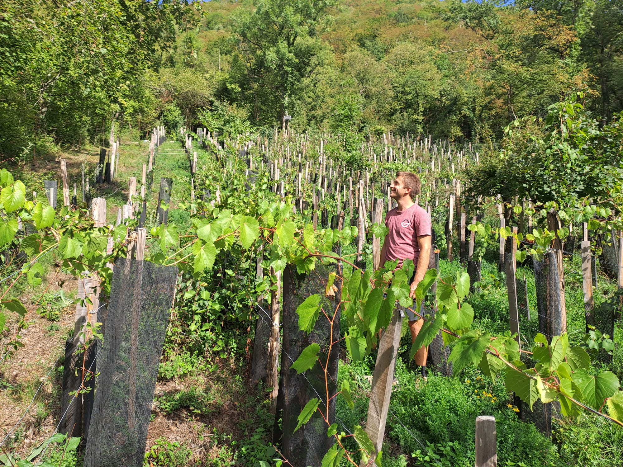 COM' LES PROS : Visite des Vignes Agroforestières